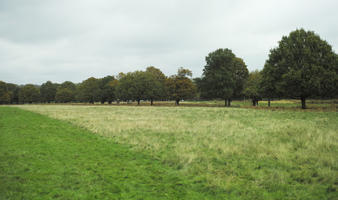 afternoon, autumn, cloudy, day, England, eye level view, grass, lawn, long grass, open space, outdoors, park, The United Kingdom, treeline, vegetation, Wimbledon