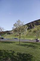 afternoon, blossom, day, Edinburgh, eye level view, grass, natural light, Scotland, spring, The United Kingdom, tree