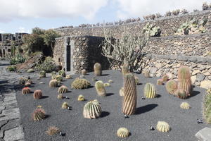 cactus, Canarias, day, evergreen, eye level view, park, Spain, succulent plant, summer, sunny