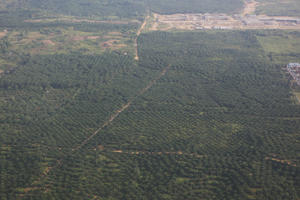 aerial view, Brunei, day, field, summer, sunny