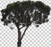 day, eye level view, Italian stone pine, pine, Pinus pinea, summer, sunny, tree, umbrella pine