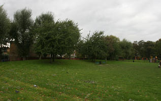 autumn, broad-leaf tree, broad-leaved tree, day, deciduous, England, eye level view, grass, leaves, London, natural light, park, The United Kingdom, tree, treeline