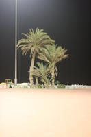 Agadir, artificial lighting, autumn, evening, eye level view, Morocco, palm, path, tree, vegetation