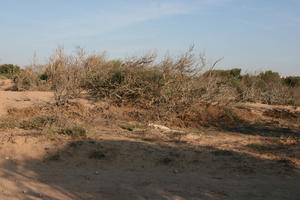 autumn, bush, day, desert, direct sunlight, Essaouira, eye level view, Morocco, natural light, sunlight, sunny, sunshine, vegetation