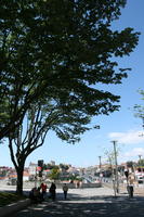 broad-leaf tree, broad-leaved tree, day, eye level view, Porto, Porto, Portugal, spring, street, sunny