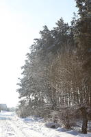 afternoon, bright, coniferous, day, deciduous, eye level view, Poland, snow, sunny, tree, Wielkopolskie, winter, woodland