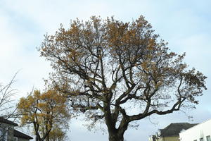 autumn, below, broad-leaf tree, broad-leaved tree, day, deciduous, England, London, sunny, The United Kingdom, tree