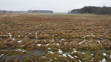 day, diffuse, diffused light, eye level view, field, Kopanica, Poland, snow, Wielkopolskie, winter