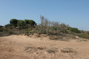 autumn, bush, day, desert, direct sunlight, Essaouira, eye level view, Morocco, natural light, sunlight, sunny, sunshine, vegetation