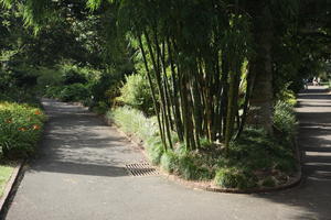 Australia, bamboo, bush, day, eye level view, grass, natural light, New South Wales, park, path, summer, sunny, Sydney, tree, vegetation