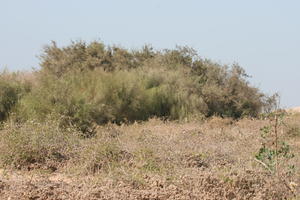 autumn, bush, day, desert, direct sunlight, Essaouira, eye level view, Morocco, natural light, sunlight, sunny, sunshine, vegetation