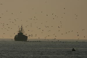 bird, boat, dusk, Essaouira, eye level view, Morocco, seascape, silhouette