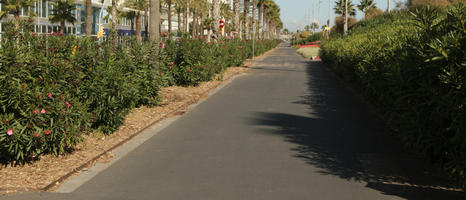 alley, autumn, Barcelona, bright, bush, Cataluña, day, eye level view, flowered bush, palm, shrub, Spain, street, sunny