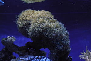 aquarium, artificial lighting, close-up, coral, Monaco, Monte Carlo, Monte-Carlo, museum