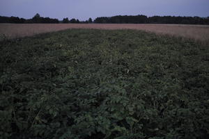 crop, dark, dusk, evening, eye level view, field, Poland, summer, Wielkopolskie