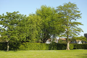 backyard, bright, broad-leaf tree, day, England, eye level view, garden, hedge, London, natural light, spring, sunlight, sunny, The United Kingdom, tree, vegetation