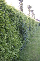 bush, Christchurch, day, diffuse, diffused light, England, eye level view, hedge, shady, shrub, spring, The United Kingdom