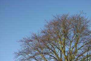 below, branch, day, England, London, sunny, The United Kingdom, tree