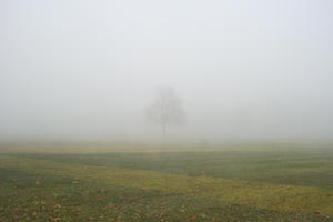 England, eye level view, fog, grass, London, natural light, overcast, park, silhouette, The United Kingdom, winter