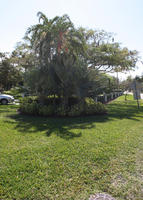 bush, day, evergreen, eye level view, Florida, grass, Miami, needle palm, palm, park, Rhapidophyllum hystrix, shrub, summer, sunny, The United States