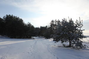 afternoon, backlight, bright, coniferous, day, eye level view, Poland, shady, snow, sunny, tree, Wielkopolskie, winter, woodland