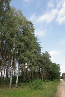 autumn, birch, coniferous, day, eye level view, forest, Kopanica, Poland, sunny, treeline, Wielkopolskie