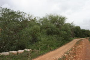 autumn, bush, day, diffuse, diffused light, eye level view, Malta, natural light, path, shrub