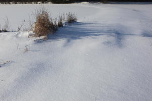 afternoon, bright, close-up, day, eye level view, field, Poland, shrub, snow, sunny, Wielkopolskie, winter