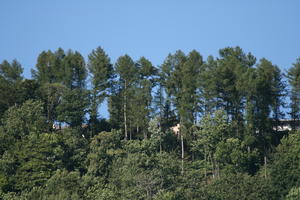 day, eye level view, Lausanne, natural light, summer, sunny, Switzerland, tree, Vaud, vegetation