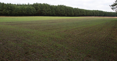 day, eye level view, field, forest, overcast, Poland, vegetation, Wielkopolskie, winter, Wolsztyn