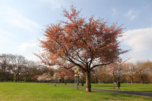 blooming, blossom, day, deciduous, England, eye level view, grass, London, park, spring, sunny, The United Kingdom, tree