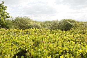 day, eye level view, Florida, mangrove, Miami, shrub, summer, sunny, The United States