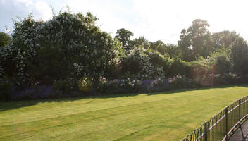 broad-leaf tree, broad-leaved tree, day, England, eye level view, flower, flowered bush, flowering, grass, London, park, shrubbery, summer, sunny, The United Kingdom