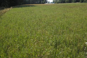 day, direct sunlight, eye level view, grass, grassland, Poland, summer, sunny, Wielkopolskie