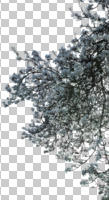 below, blooming, blossom, cutout, cutout trees, day, diffuse, diffused light, spring