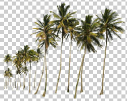 coconut palm, Cocos nucifera, cutout, cutout trees, day, eye level view, palm, summer, sunny