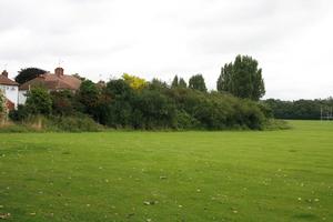 bush, day, England, eye level view, field, grass, London, natural light, The United Kingdom, vegetation