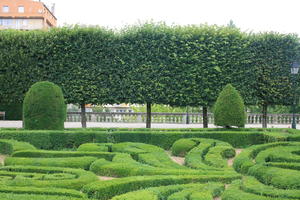 bush, Castres, day, eye level view, France, garden, hedge, Midi-Pyrenees, natural light, park, summer, tree