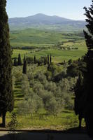 afternoon, cypress, day, elevated, evergreen, greenery, Italia , Siena, spring, sunny, Toscana, tree, valley