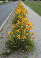 day, diffuse, diffused light, eye level view, flower, natural light, pavement, Poland, summer, Wielkopolskie