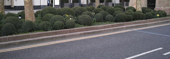 bush, day, diffuse, diffused light, England, eye level view, kerb, London, spring, street, The United Kingdom