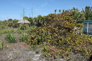 bush, day, eye level view, Florida, garden, plant, Sarasota, shack, sunny, sunshine, The United States, vegetation, winter