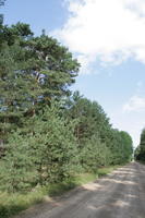 autumn, coniferous, day, eye level view, forest, Kopanica, Poland, road, sunny, treeline, Wielkopolskie