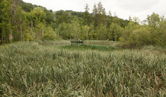 Croatia, day, diffuse, diffused light, eye level view, Karlovacka, lake, natural light, reed, summer, woodland