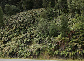 day, diffuse, diffused light, eye level view, fern, greenery, natural light, New Zealand, summer, West Coast