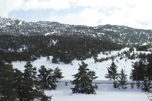 coniferous, day, diffuse, diffused light, elevated, evergreen, France, Greolieres, mountain, Provence Alpes Cote D