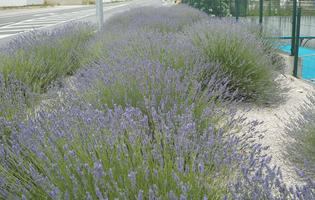 bush, Croatia, day, diffuse, diffused light, eye level view, lavander, natural light, shrub, Sibensko-Kninska, summer, Vodice