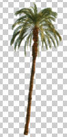 cutout, cutout plants, cutout trees, day, eye level view, palm, Phoenix canariensis, sunny