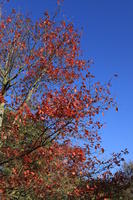 below, branch, day, England, London, natural light, park, sunny, The United Kingdom, tree