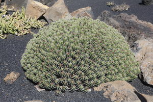 cactus, Canarias, day, elevated, evergreen, park, Spain, succulent plant, summer, sunny